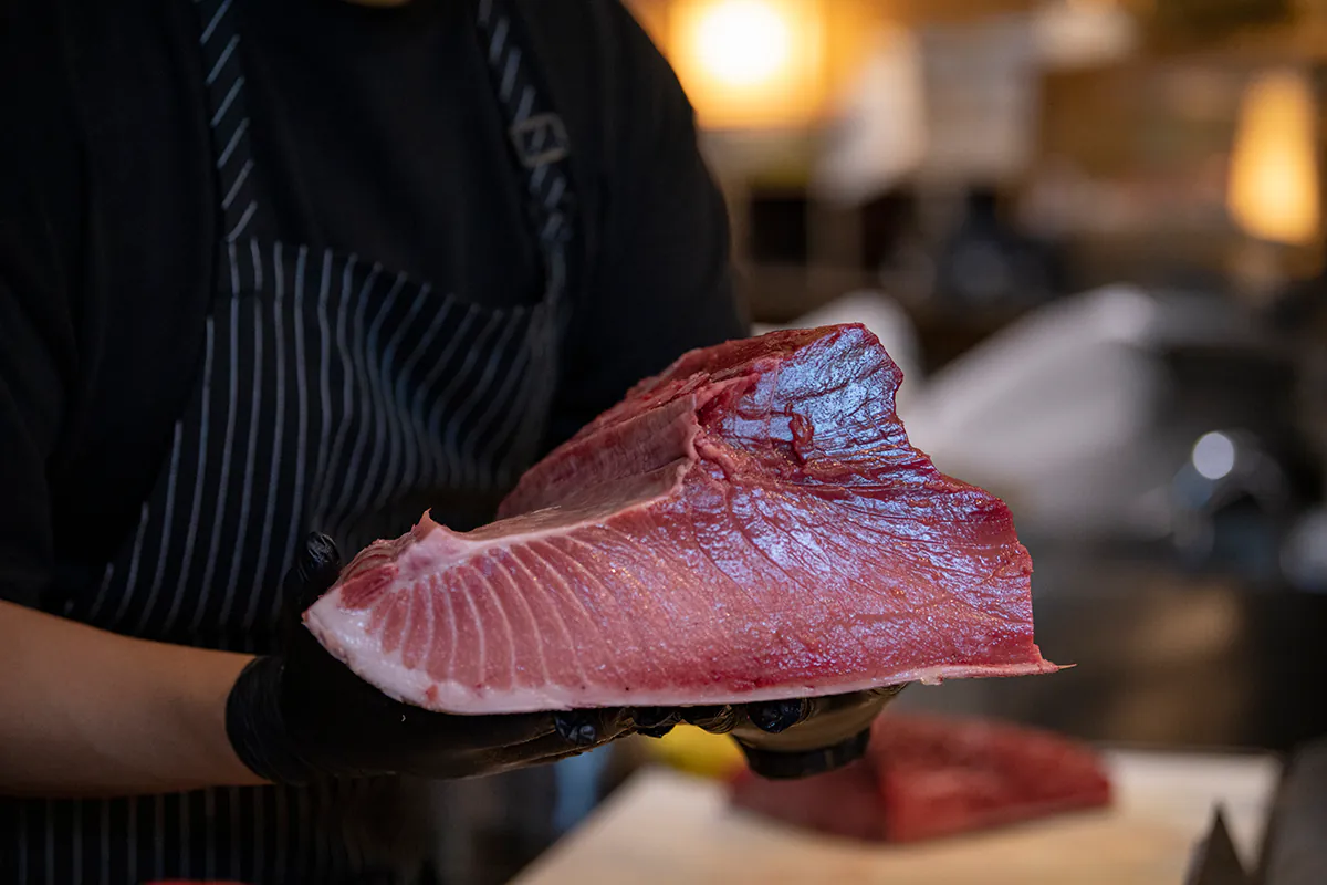 Chef presenting a raw tuna fillet with gloved hands at Shiki Sushi，a Japanese Restaurant in Santa Rosa